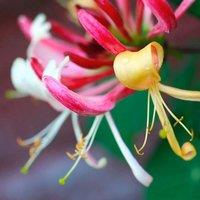 Plant Theory Lonicera periclymenum Belgica Purple Flowering Climbing Plant 60cm Cane 3L Pot