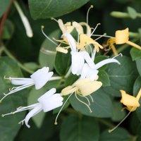 Plant Theory Lonicera japonica Halls Prolific White Flowering Vine Plant 60cm Cane 3L Pot