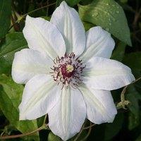 Plant Theory Clematis Miss Bateman White Flowering Vine Climbing Plant 60cm Cane 3L Pot