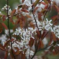Plant Theory Snowy June Berry Outdoor Shrub Plant Amelanchier Lamarckii 2L Pot Bush in Green
