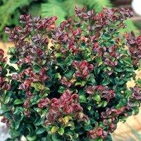 Plant Theory Curly Red Switch Ivy Outdoor Shrub Plant Leucothoe Axillaris 2L Pot in Green