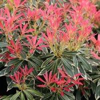 Plant Theory Flaming Silver Lily Of The Valley Outdoor Shrub Plant Pieris 2L Pot in Green