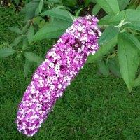 Plant Theory Berries & Cream Butterfly Bush Outdoor Shrub Plant Buddleja 2L Pot in Green