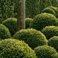 Plant Theory Dark Green Box-Leaved Holly Shrub Plant Ilex Crenata 2L Pot Bush