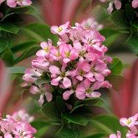 Plant Theory Pink Elle Escallonia Outdoor Shrub Plant Escallonia Laevis 2L Pot in Green
