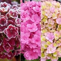 Plant Theory You & Me Together Outdoor Shrub Plant Hydrangea Macrophylla 2L Pot in Green