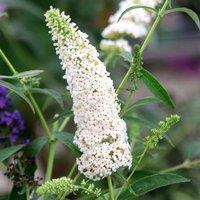 Plant Theory White Profusion Butterfly Bush Shrub Plant Buddleja Davidii 2L Pot in Green