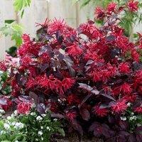 Plant Theory Rubrum Fire Dance Loropetalum Shrub Plant Loropetalum Chinense 2L Pot in Green