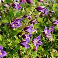 Plant Theory Clematis Prince William Purple Flowering Vine Climbing Plant 60cm Cane 2L Pot