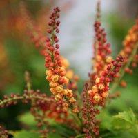 Plant Theory Cabaret Mahonia Outdoor Shrub Plant Mahonia Nitens 2L Pot in Green