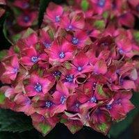 Plant Theory Glam Rock Outdoor Shrub Plant Hydrangea Macrophylla Flowering Plants 2L Pot in Green