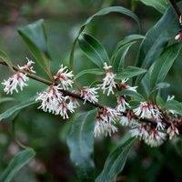 Plant Theory Digyna Sweet Box Outdoor Shrub Plant Sarcococca Hookeriana 2L Pot in Green