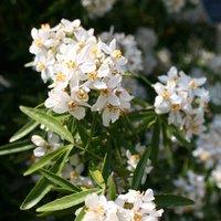 Plant Theory Mexican Orange Blossom Shrub Plant Choisya x Dewitteana 2L Pot in Green