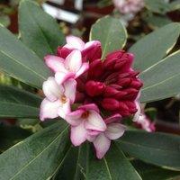 Plant Theory Aureomarginata Daphne Outdoor Shrub Plant Daphne Odora 1.5L Pot in Green