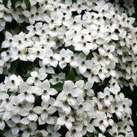 Plant Theory Chinese Dogwood Shrub Plant Cornus Kousa Var. Chinensis 2L Pot in Green