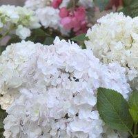 Plant Theory Blushing Bride Outdoor Shrub Plant Hydrangea Macrophylla 2L Pot in Green