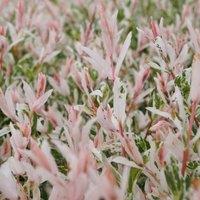 Plant Theory Flamingo Willow Shrub Plant Salix Integra 2L Pot 30cm in Green