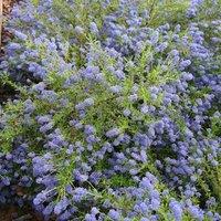 Plant Theory Concha Californian Lilac Outdoor Shrub Plant Ceanothus Garden Plants 2L Pot in Green