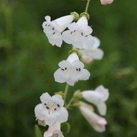 Plant Theory White Bedder Beard Tongue Perennials Flowering Plants Penstemon 2L Pot in Green