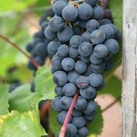 Plant Theory Black Grape Boskoop Glory Seedless Fruit Bush Vitis Vinifera Vine Plant 2L Pot in Green