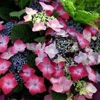 Plant Theory Kardinal Violet Outdoor Shrub Plant Hydrangea Macrophylla 2L Pot in Green