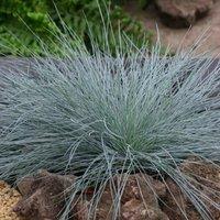 Plant Theory Intense Blue Fescue Festuca Glauca Outdoor Ornamental Plant 2L Pot in Green