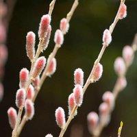 Plant Theory Mount Aso Japanese Pink Pussy Willow Shrub Plant Salix Gracilistyla 2L Pot in Green