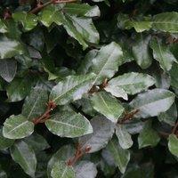 Plant Theory Oleaster Shrub Plant Elaeagnus x Submacrophylla 2L Pot in Green