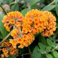 Plant Theory Sungold Butterfly Bush Outdoor Shrub Plant Buddleja x Weyeriana 2L Pot in Green