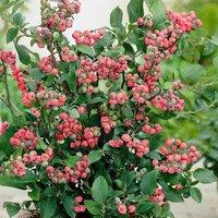 Plant Theory Blueberry Pink Lemonade Pinkberry Fruit Bush Vaccinium Berry Shrub Plant 2L Pot in Green