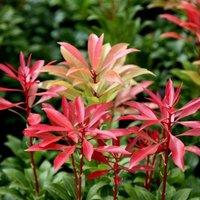 Plant Theory Mountain Fire Lily Of The Valley Shrub Plant Pieris Japonica 2L Pot in Green