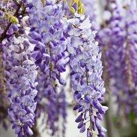 Plant Theory Wisteria sinensis Chinese Wisteria Purple Flowering Vine Plant 60cm Cane 2L Pot