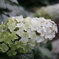 Plant Theory Snow Queen Oak-leaved Hydrangea Shrub Plant Hydrangea Quercifolia 2L Pot in Green