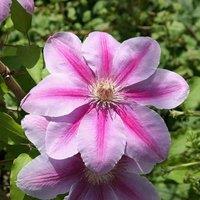 Plant Theory Clematis Bees Jubilee Pink Flowering Vine Climbing Plant 60cm Cane 3L Pot