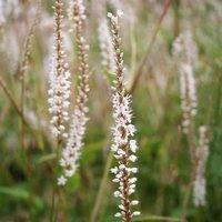Plant Theory Alba Persicaria Perennials Flowering Plants Bistorta Amplexicaulis 2L Pot in Green