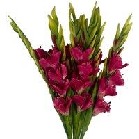 Leaf Artificial Pink Gladioli Stem Flower 115cm Large Realistic Pack of 6