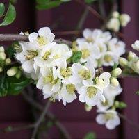 Plant Theory Nivalis Flowering Quince Shrub Plant Chaenomeles Speciosa 2L Pot in Green