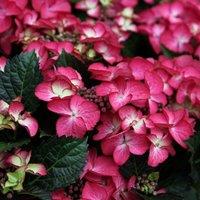 Plant Theory Dark Angel Red Outdoor Shrub Plant Hydrangea Macrophylla 2L Pot in Green