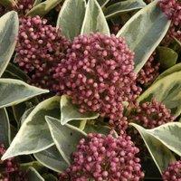 Plant Theory Perosa Japanese Skimmia Outdoor Shrub Plant Skimmia Japonica 1.5L Pot in Green