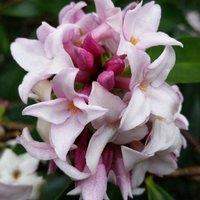 Plant Theory Perfume Princess Daphne Outdoor Shrub Plant Daphne Garden Plants 13cm Pot in Green