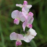 Plant Theory Lathyrus latifolius Rosa Perle White Flowering Climbing Plant 60cm Cane 3L Pot