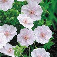 Plant Theory Striatum Striped Bloody Cranesbill Perennials Flowering Plants Geranium 2L Pot in Green