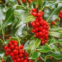 Plant Theory J.C. Van Tol English Holly Outdoor Shrub Plant Ilex Aquifolium 3L Pot in Green
