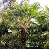 Plant Theory Chusan Palm Outdoor Shrub Plant Trachycarpus Fortunei Garden Plants 2L Pot in Green