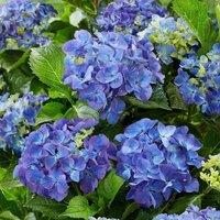 Plant Theory Blue Mophead Hydrangea Shrub Plant Hydrangea Macrophylla 2L Pot in Green