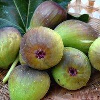 Plant Theory Fig Bornholm Fruit Bush Ficus carica Fruiting Shrub Plant 2L Pot 30cm - 40cm in Green