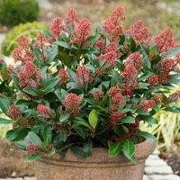 Plant Theory Rubella Japanese Skimmia Outdoor Shrub Plant Skimmia Japonica 2L Pot in Green