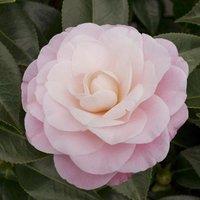 Plant Theory Nuccio's Cameo Outdoor Shrub Plant Camellia Japonica Garden Plants 2L Pot in Green