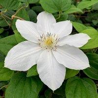 Plant Theory Clematis Marie Boisselot White Flowering Vine Climbing Plant 60cm Cane 3L Pot