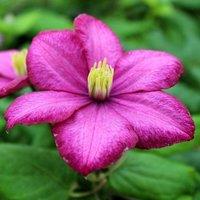 Plant Theory Clematis Ville de Lyon Pink Flowering Vine Climbing Plant 60cm Cane 3L Pot